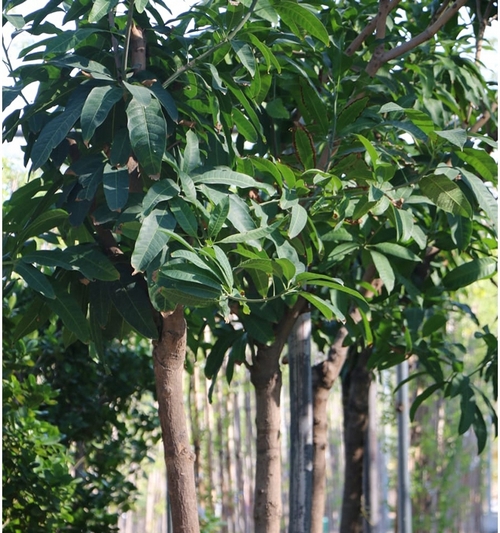 Mangifera Indica - Mango