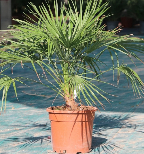 Chamaerops Humilis