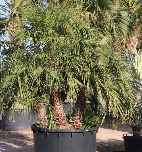 Chamaerops Humilis