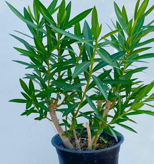 Nerium Oleander