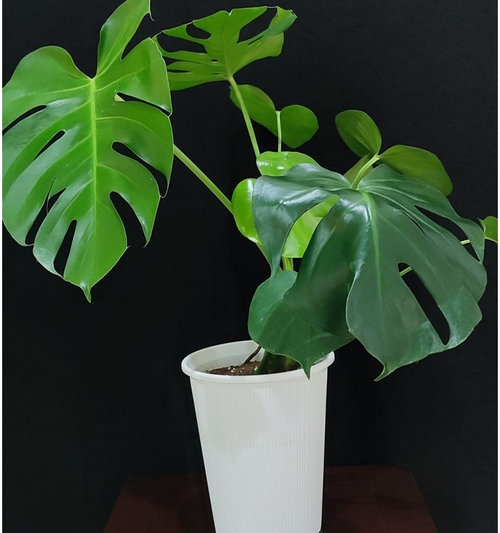 Monstera