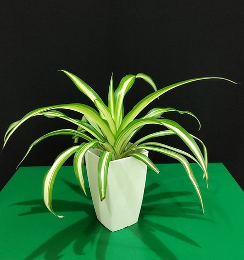 Spider plant