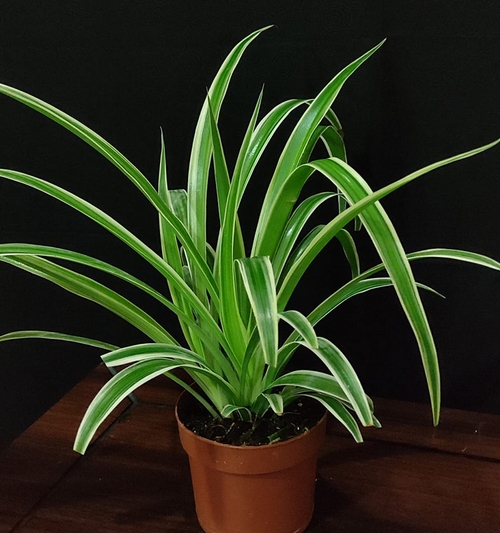 Spider plant (Clorophytum)