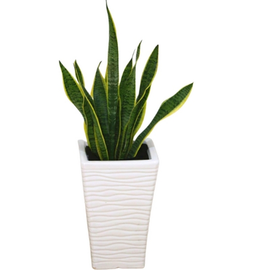 Senseviera Laurentii  (snake plant)  W/ceramic pot