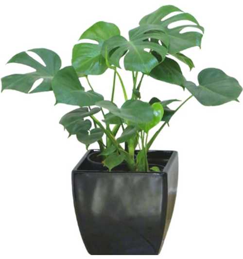 Monstera Deliciosa W/pearl black pot