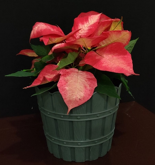 Poinsettia Assorted