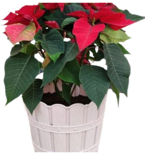 Poinsettia Assorted