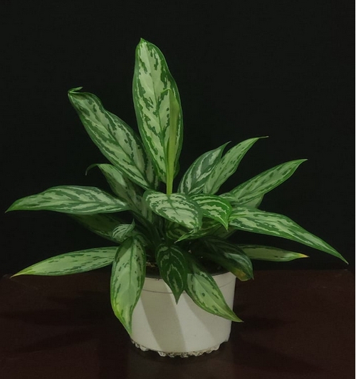 Aglaonema 40cm