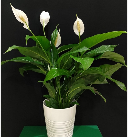 Spathiphyllum (Peace Lily)-80cm in ceramic pot