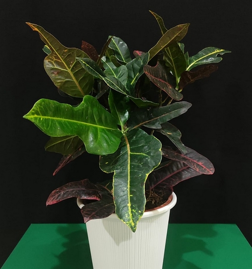 Garden Croton (Potted)