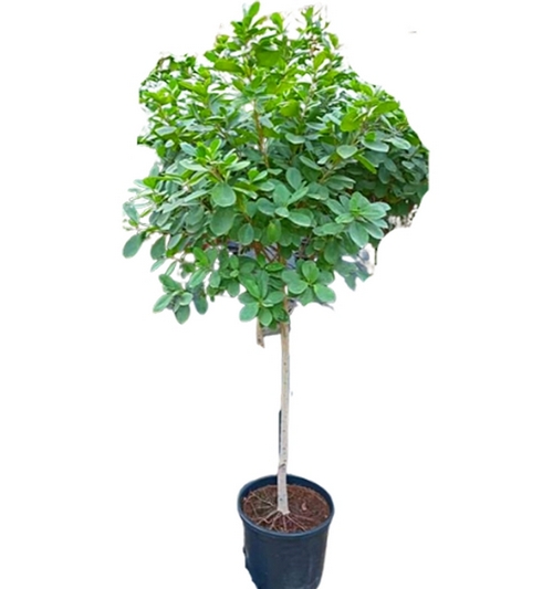 Ficus 1 Head