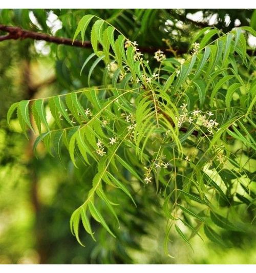 Neem Tree