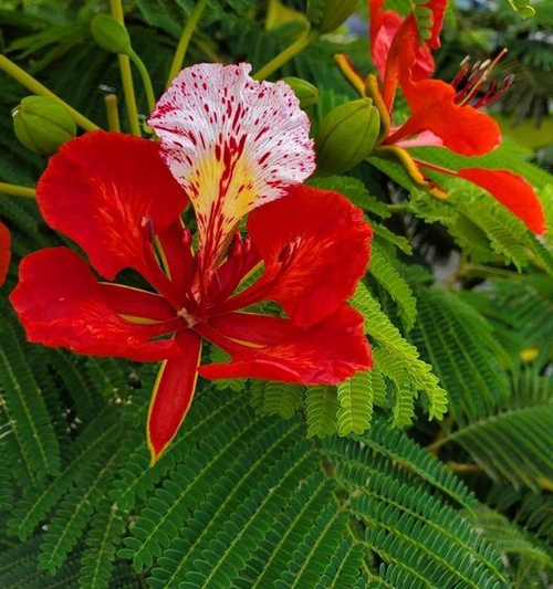 Delonix Regia