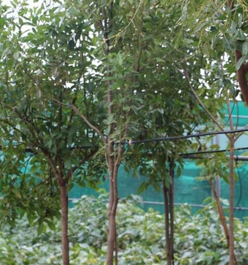 Tabebuia Rosea