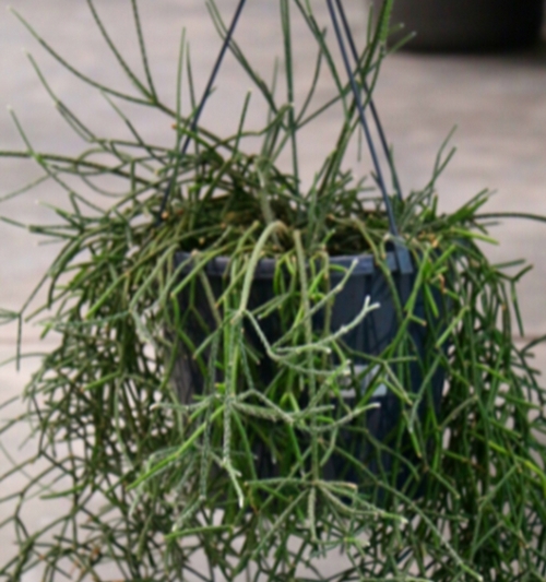 Rhipsalis Pilocarpa