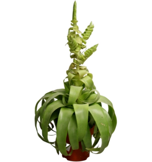 Tillandsia samantha