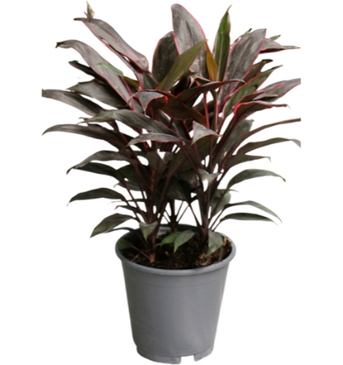 Cordyline tango