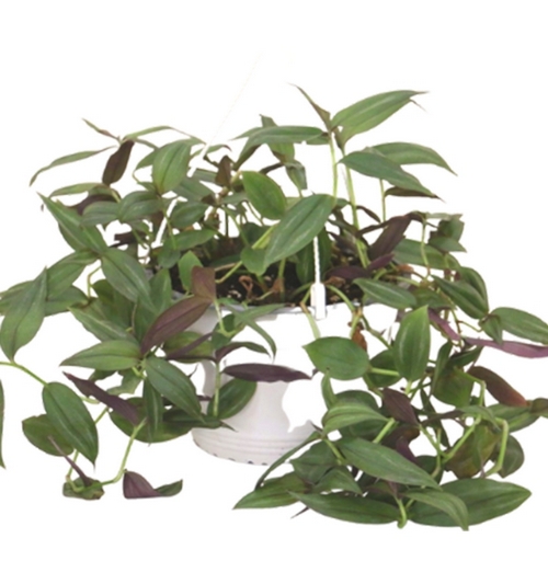 Wandering jew