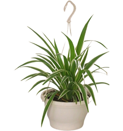 Spider plant