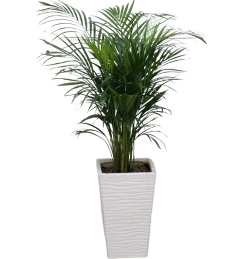 Areaca palm ceramic planter(white)