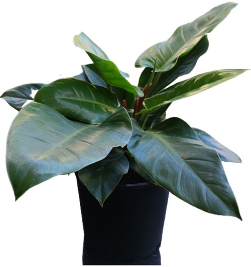 Philodendron