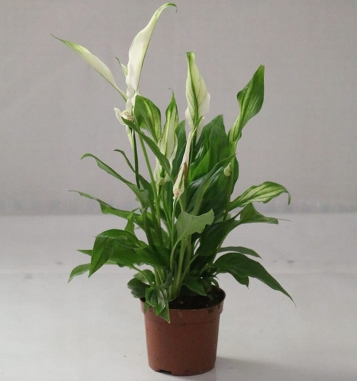 Peace lilly