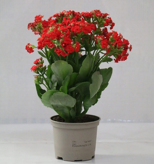 kalanchoe red