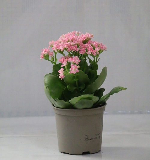 kalanchoe light pink