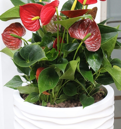 Anthurium in clado croff fibre planter