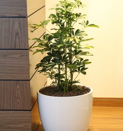 Schefflera W/white planter