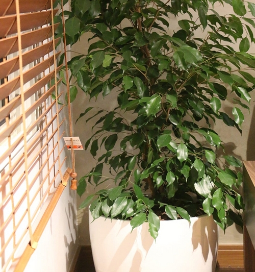 Ficus Daniel W/white planter