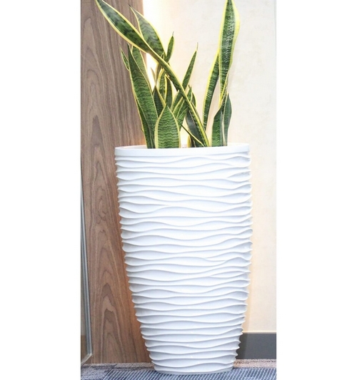 Sansevieria W/white planter