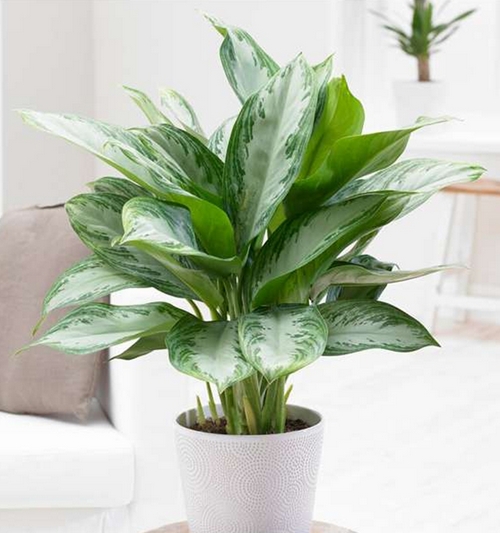 Aglaonema silver bay