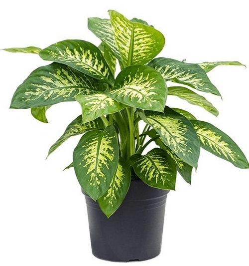 Dieffenbachia tropic snow