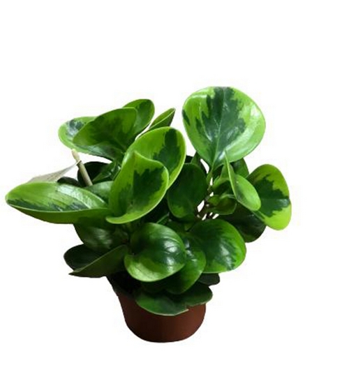 Peperomia Obtusifolia