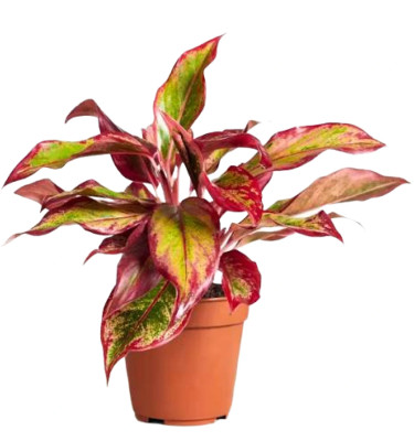 Aglaonema