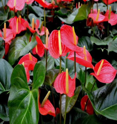 Anthurium Diamond Red