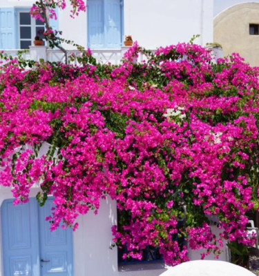 Bougainvillea pink