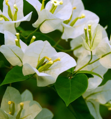 Bougainvillea white