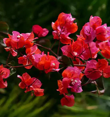 Image of Bougainvillea red