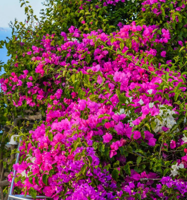 Bougainvillea