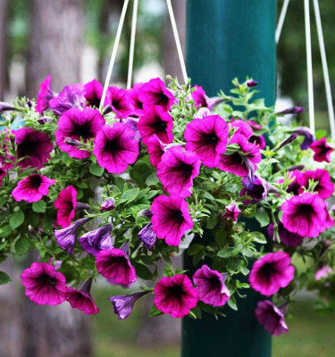 Image of Pink Petunia flowers (Small size) in Hanging pot