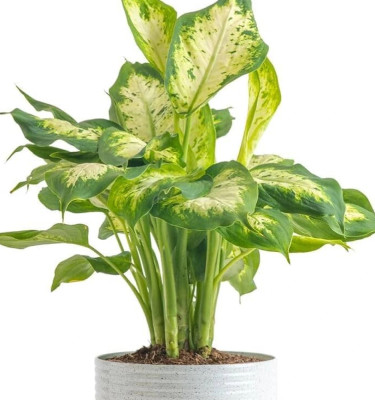 Dieffenbachia