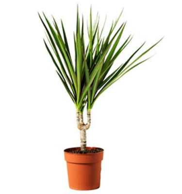 Dracaena Marginata 2pp