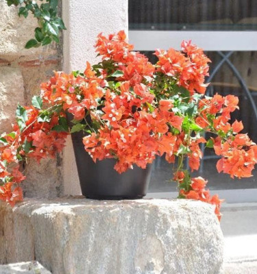 Bougainvillea Orange
