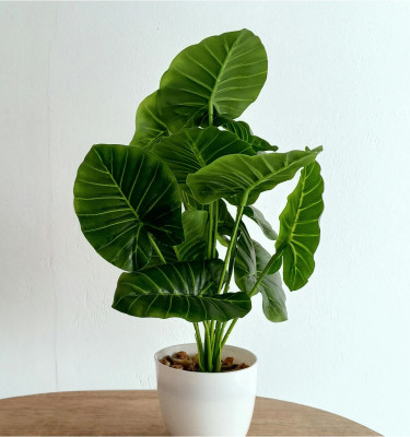 Calathea in Ceramic Pot