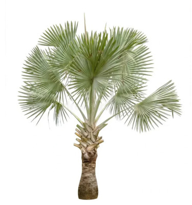 Copernicia Alba Wax Palm