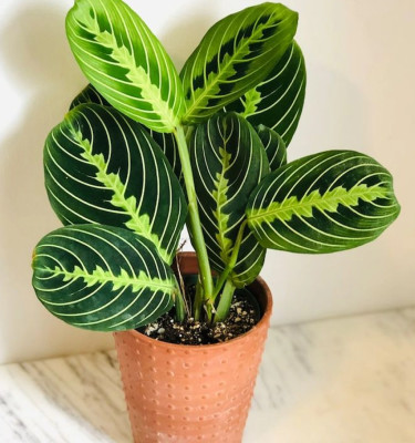 Maranta leuconeura Plant in Ceramic Pot