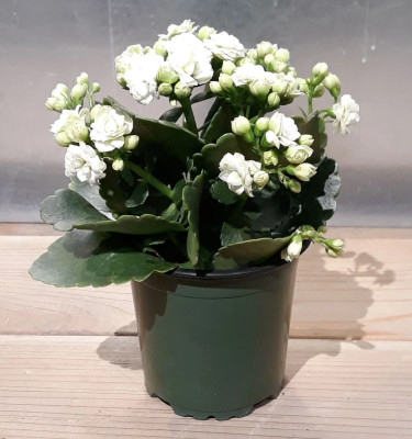 kalanchoe white