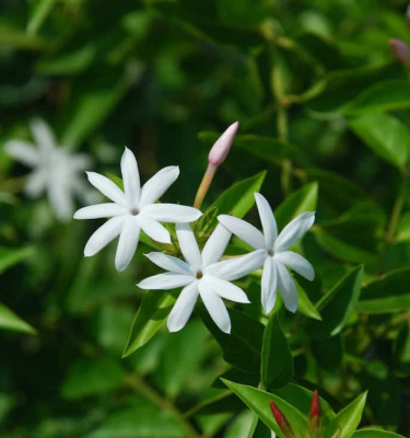 Jasminum Nitidum